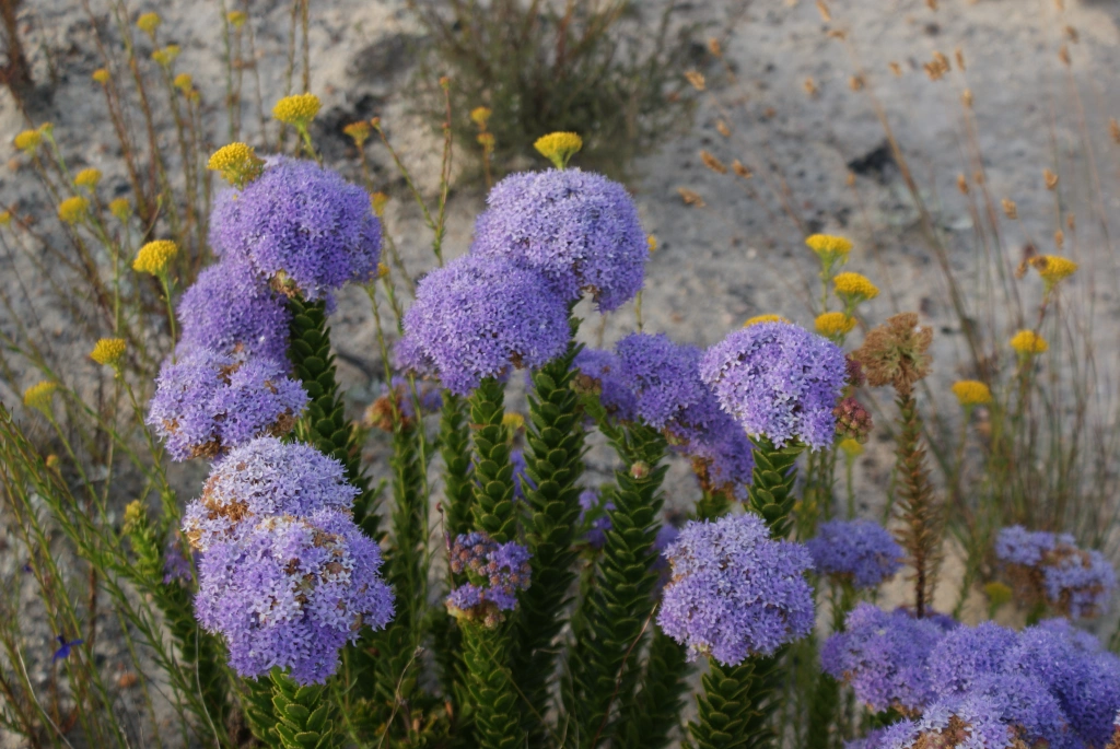A picture of fynbos
