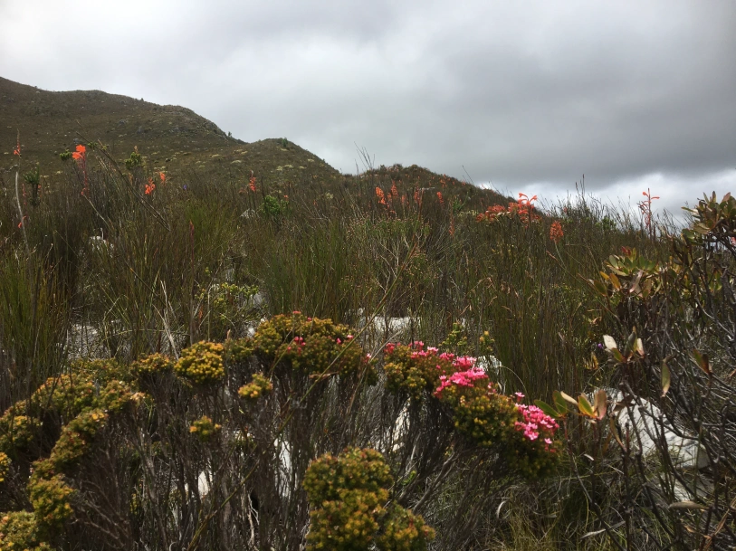 a picture of renosterveld.
